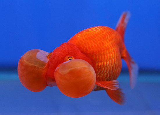 Kỹ thuật nuôi cá vàng mắt bong bóng cũng đặc biệt chú ý tới cách phòng bệnh. Ảnh minh họa