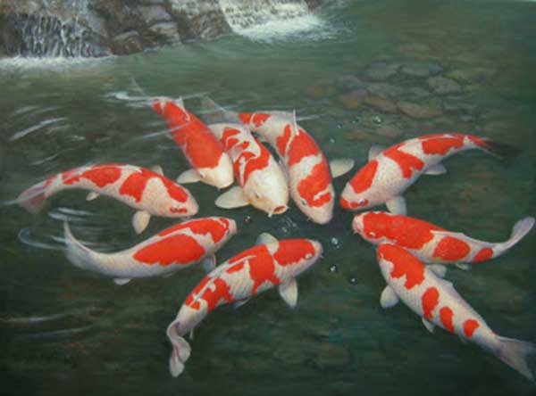 Kỹ thuật nuôi cá chép Nhật cũng phải đặc biệt chú ý tới khâu phòng bệnh. Ảnh minh họa 