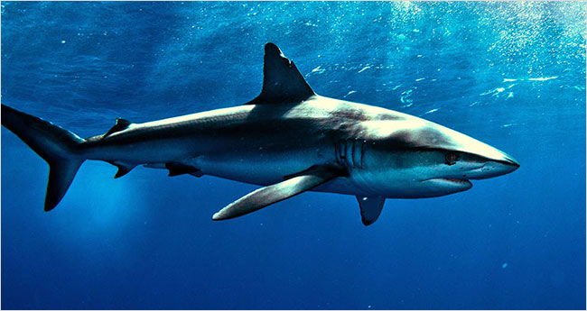Cá mập tuy là nguồn dinh dưỡng vô hạn nhưng lại nguy hiểm vì chúng không có thận lọc chất độc. Ảnh minh họa 