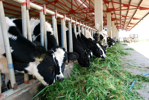 Trong chăn nuôi bò sữa luôn đảm bảo từ thức ăn cho đến chuồng trại đều phải sạch. Ảnh minh họa 