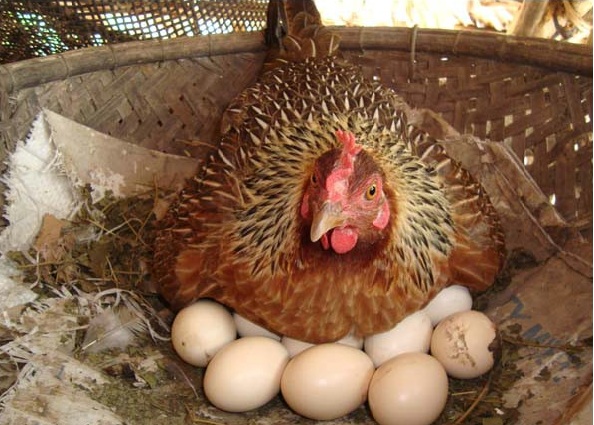  Kỹ thuật nuôi gà siêu trứng thì cần phải làm ổ thật sạch sẽ, cao ráo. Ảnh minh họa
