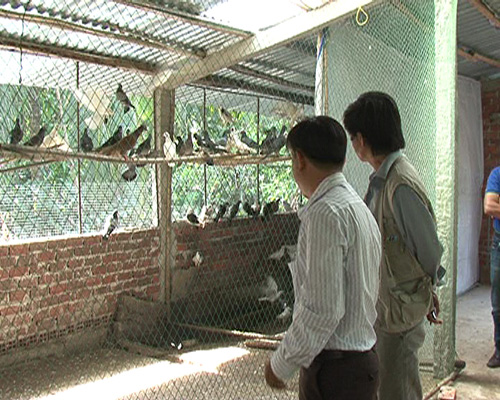 Kỹ thuật nuôi chim Bồ câu gà không cần quá cầu kỳ trong việc làm chuồng. Ảnh: TTXVN