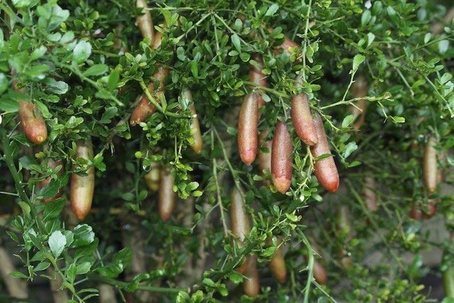 Kỹ thuật trồng cây Chanh ngón tay cần đặc biệt chú ý tới cách ngâm ủ hạt giống đúng cách. Ảnh minh họa