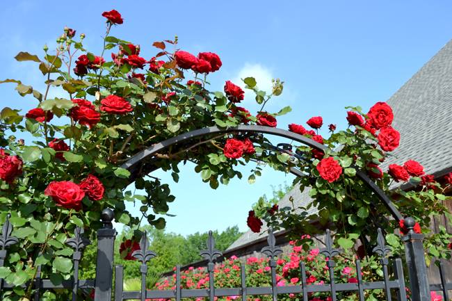 Kỹ thuật trồng cây hoa Hồng leo cổ Hải Phòng có thể trồng leo giàn ở cổng, ban công hay tường nhà đều rất đẹp. Ảnh minh họa 