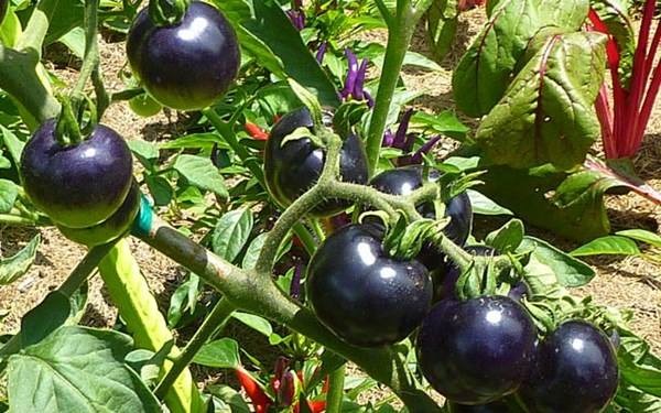  Trồng cà chua đen tại nhà sẽ mang lại nguồn thực phẩm bổ dưỡng, thơm ngon cho gia đình. Ảnh minh họa