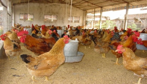 Chăn nuôi gà tam hoàng cần phải thường xuyên khử trùng chuồng trại để tránh dịch bệnh. Ảnh minh họa