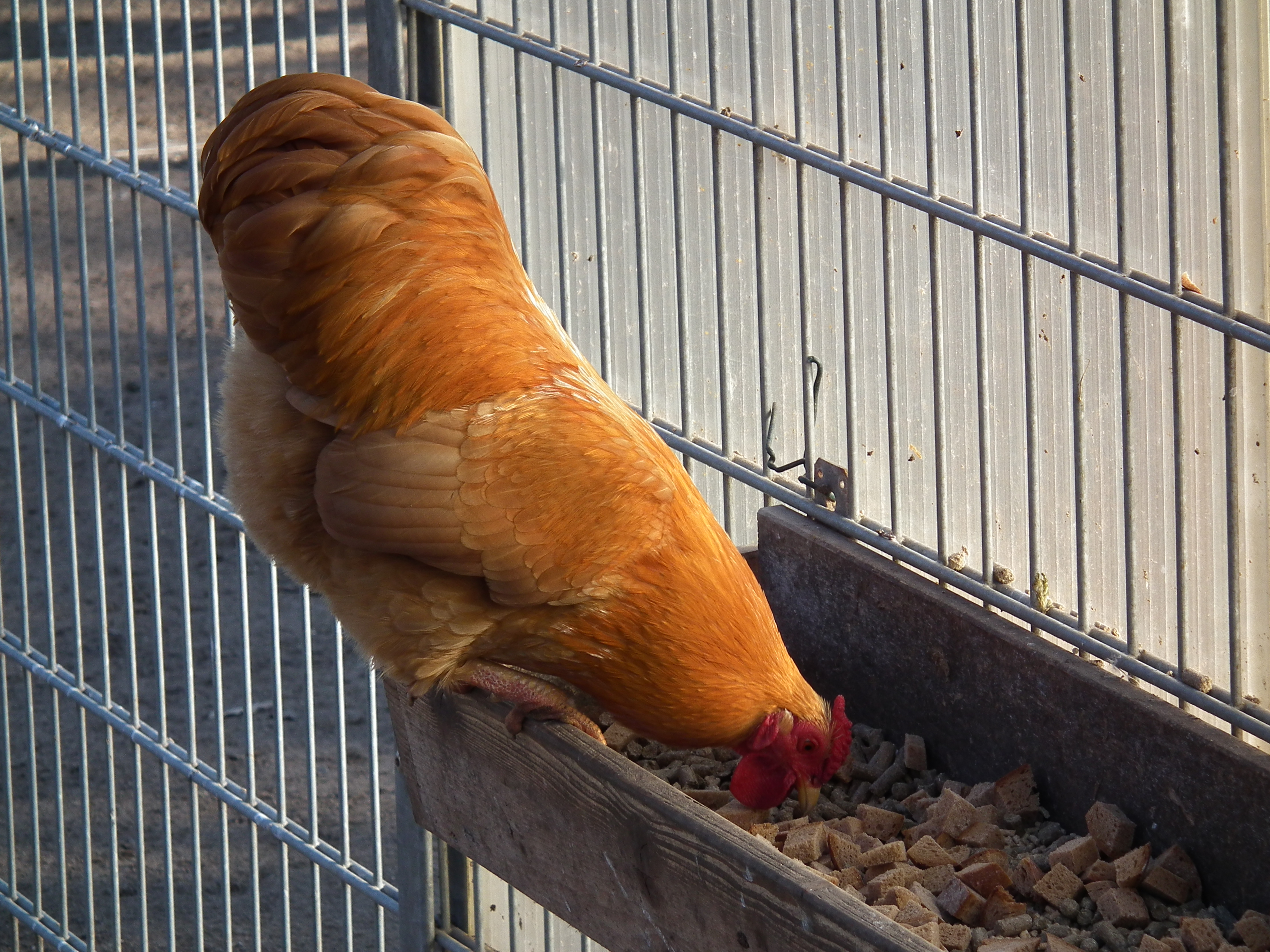 Chăn nuôi gà tam hoàng luôn đảm bảo ăn, ở, uống phải luôn sạch sẽ. Ảnh minh họa 