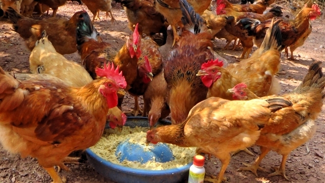 Kỹ thuật nuôi gà ta đẻ trứng cần phải chọn giống kỹ càng. Ảnh minh họa