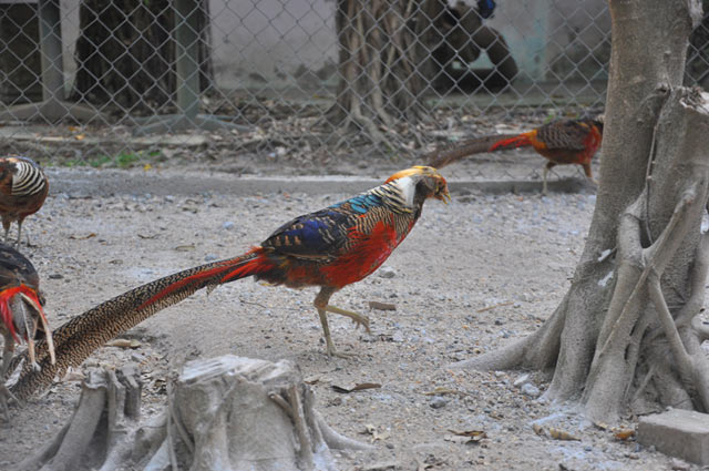 Kỹ thuật nuôi chim Trĩ bảy màu sinh sản cần chú ý tới chọn giống ban đầu. Ảnh minh họa 