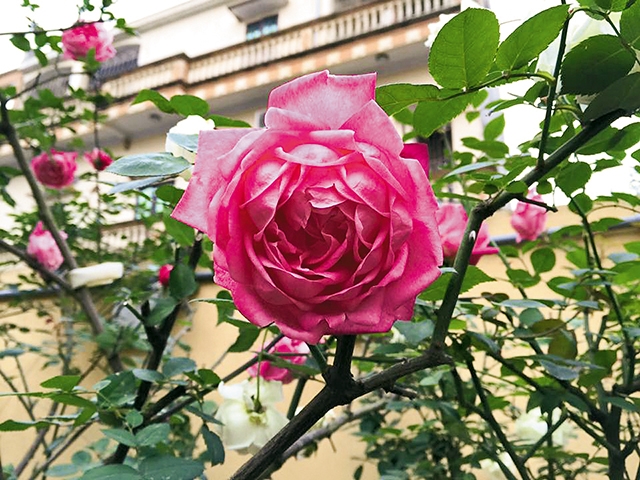 Kỹ thuật trồng hoa hồng cổ Sapa nên để ý tới khâu cắt tỉa sao cho thế cây đẹp. Ảnh minh họa