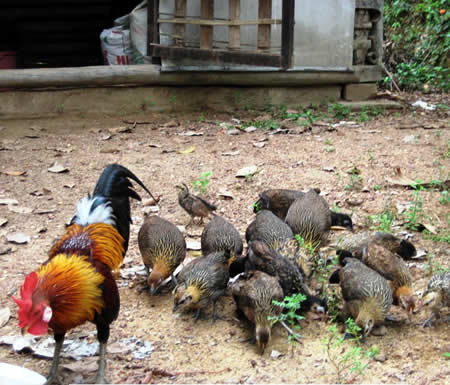 Kỹ thuật nuôi và chăm sóc gà rừng phải thường xuyên phòng bệnh mới đem lại hiệu quả như mong muốn. Ảnh minh họa 