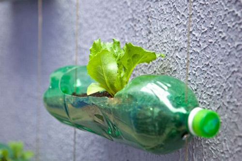 Kỹ thuật trồng rau sạch từ chai nhựa tiết kiệm được rất nhiều thứ. Ảnh minh họa