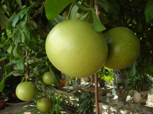 Kỹ thuật trồng cây Đào tiên cần chăm sóc kỹ càng mới mong cho ra nhiều quả. Ảnh minh họa