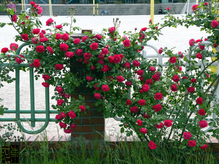 Kỹ thuật trồng cây hoa hồng tường vi cho ban công, tường nhà hay cổng ra vào luôn rực rỡ. Ảnh minh họa 