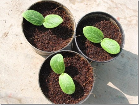 Kỹ thuật trồng cây bí ngô tí hon tại nhà theo phương pháp gieo hạt. Ảnh minh họa 