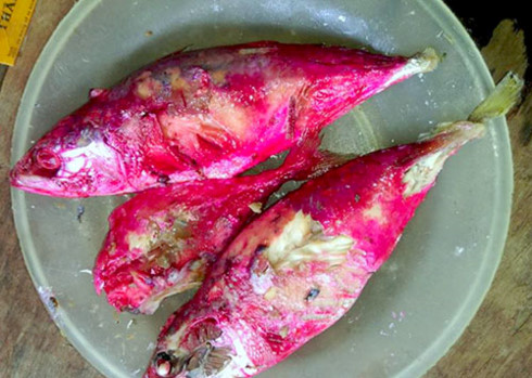  Vi khuẩn Serratia marcescens khiến cá biến thành màu đỏ bất thường ở Hà Tĩnh. Ảnh: Dân trí 
