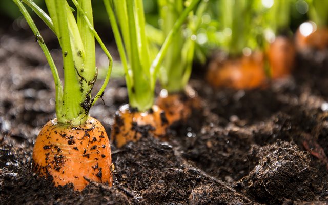 Kỹ thuật trồng cây cà rốt tí hon đơn giản, chăm sóc không quá cầu kỳ mà cho năng suất cao. Ảnh minh họa 