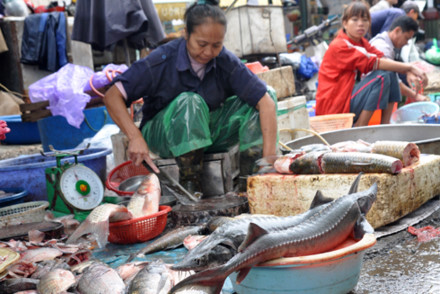 Cá tầm Trung Quốc bán nhiều tại các chợ. Ảnh: Lao động