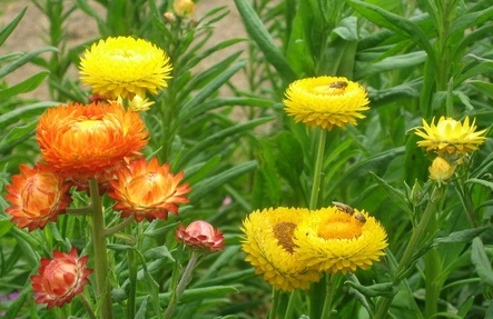Kỹ thuật trồng cây hoa bất tử mix cho vườn nhà luôn rực rỡ sắc màu. Ảnh minh họa 