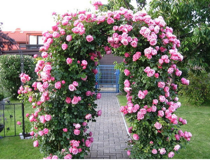  Kỹ thuật trồng hoa hồng leo Thái có thể áp dụng ngoài cổng, ban công hay leo tường nhà đều rất nổi bật. Ảnh minh họa