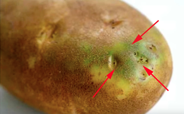 Khoai tây nả màu xanh cũng có nguy cơ ngộ độc. Ảnh minh họa
