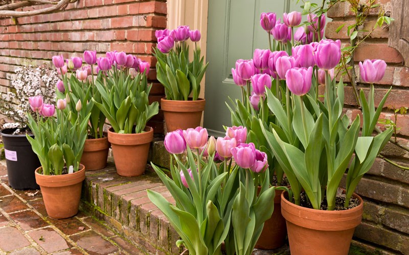 Kỹ thuật trồng hoa Tulip tại nhà mang đến cho không gian thêm phần nổi bật. Ảnh minh họa