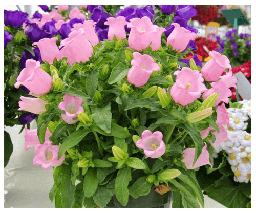 Kỹ thuật trồng cây hoa Chuông tuy hơi mất thời gian chăm sóc nhưng lại đem đến một vẻ đẹp quyến rũ cho ban công, vườn nhà hay cửa sổ...Ảnh minh họa