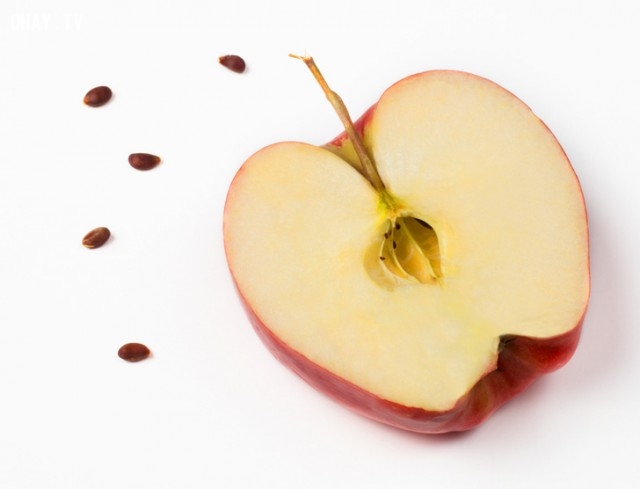 Hạt táo cũng là một thứ rất nguy hiểm nếu ăn phải. Ảnh minh họa 