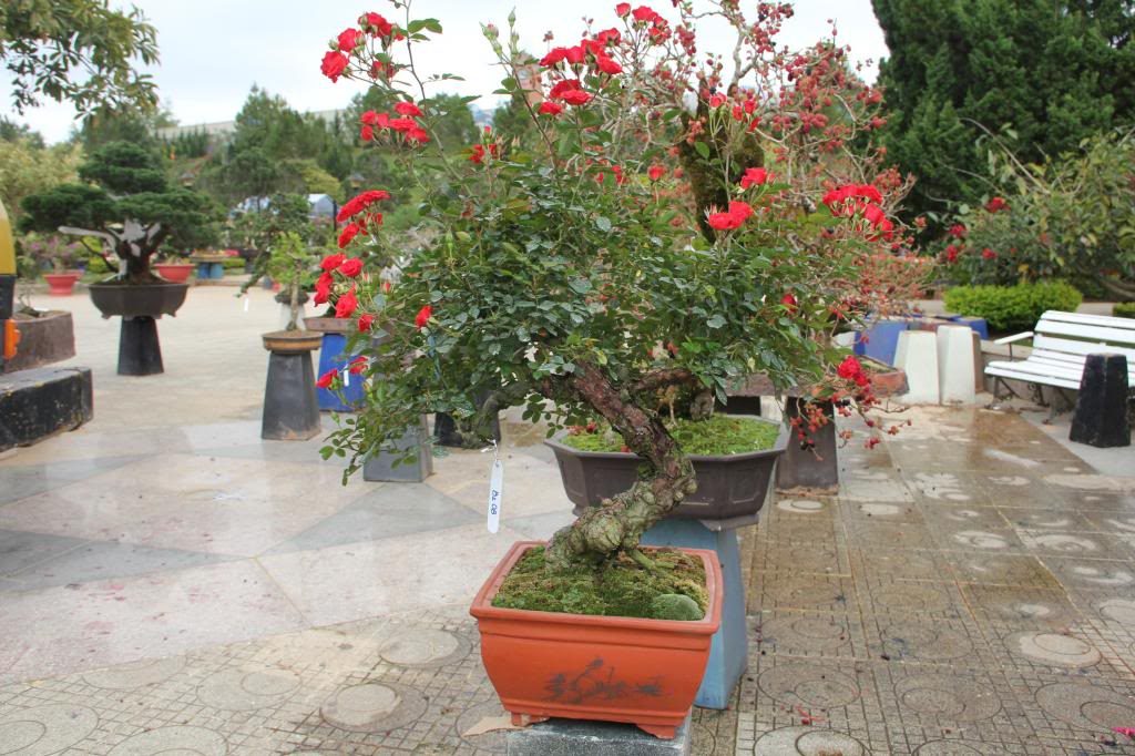 Kỹ thuật trồng cây hồng bonsai không chỉ đẹp mà còn mang lại giá trị kinh tế cao. Ảnh minh họa