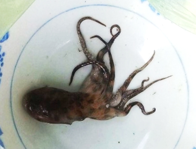 Hình ảnh con bạch tuộc đốm xanh đã cắt chết chị T. Ảnh: Dân Trí 