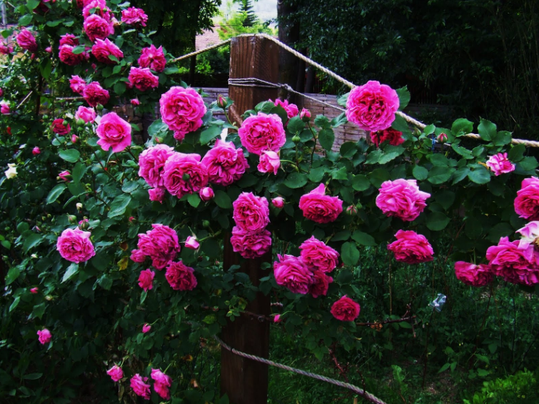 Kỹ thuật trồng hoa hồng leo Pháp chỉ cần chăm sóc tốt cây sẽ cho hoa nở to, đẹp. Ảnh minh họa 
