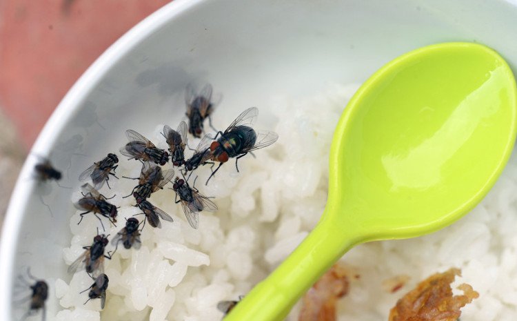Con ruồi có thể trực tiếp mang mầm bệnh nguy hiểm cho con người. Ảnh minh họa
