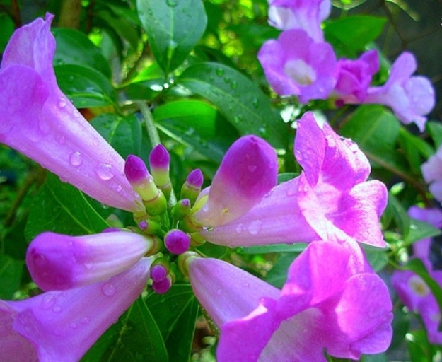  Cách chăm sóc cây lan tỏi không cầu kỳ nhưng rất dễ phát triển và cho hoa nở đẹp. Ảnh minh họa