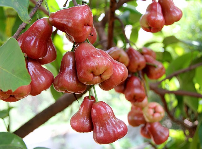 Kỹ thuật trồng cây roi đỏ Thái Lan đơn giản, dễ chăm sóc. Ảnh minh họa 