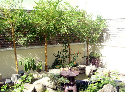 Kỹ thuật trồng cây tre cảnh còn có thể hút khí độc, mang không khí trong lành cho không gian nhà bạn. Ảnh minh họa 