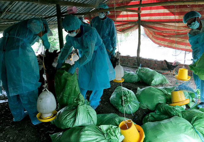 Dịch cúm gia cầm H5N1 tại Bạc Liêu. Ảnh: Thanh Niên 