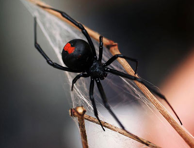  Loài nhện đen cực kỳ độc người dân nên tránh nếu gặp chúng. Ảnh minh họa