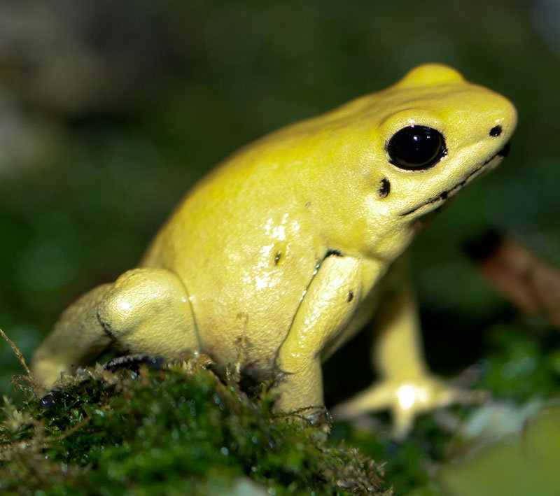 Ếch phi tiêu vàng thuộc loài độc nhất trong các loài ếch. Ảnh minh họa