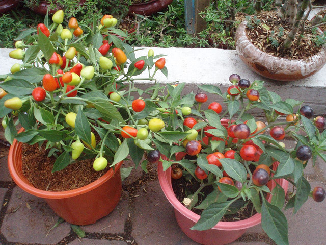 Kỹ thuật trồng cây ớt bi nhiều màu đơn giản, chăm sóc dễ dàng nhưng cho quả sai trĩu cành. Ảnh minh họa 