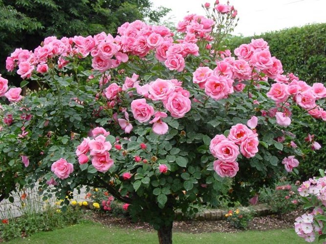 Để hoa hồng nở to, đẹp và bền màu cần có kỹ thuật trồng và chăm sóc đúng cách. Ảnh minh họa 