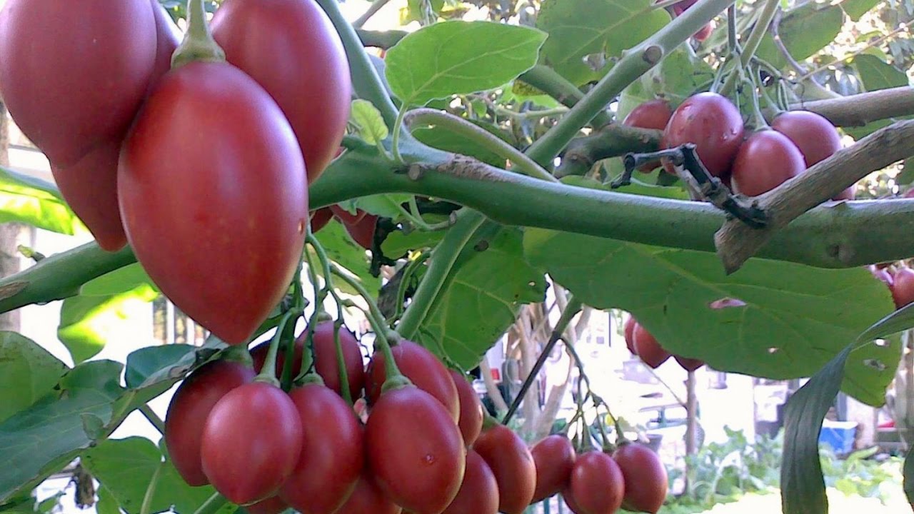 Cà chua thân gỗ đang sốt trên thị trường với giá cực kỳ đắt. Ảnh minh họa 
