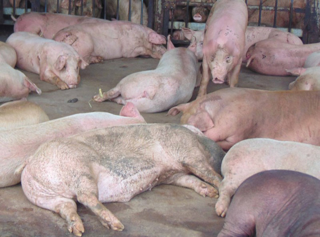 Số lượng đàn lợn bị tiêm thuốc an thần trước khi giết mổ. Ảnh: Pháp luật TP HCM 