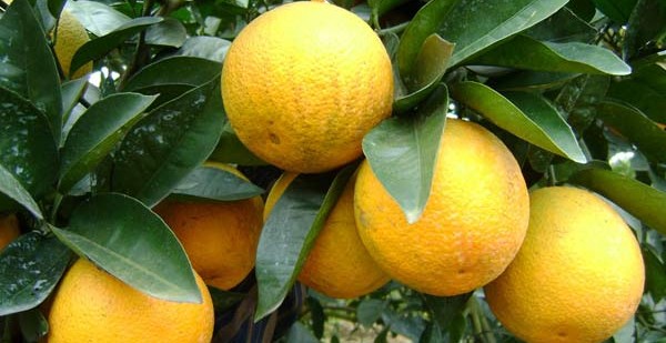 Kỹ thuật trồng cây cam Vinh cũng cần phải đặc biệt chú ý tới cách phòng và trừ bệnh hại cây. Ảnh minh họa 