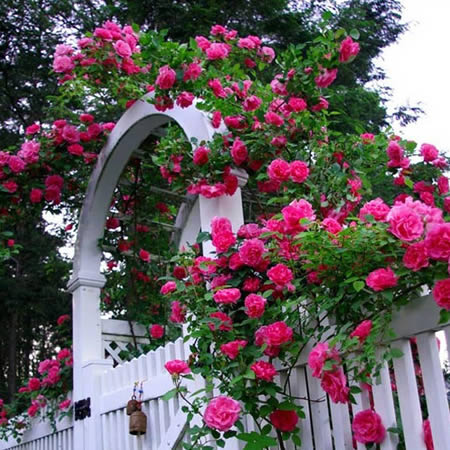 Kỹ thuật trồng hoa hồng leo không đơn giản chỉ là việc chăm sóc thông thường mà còn phụ thuộc rất nhiều vào kỹ thuật căt tỉa hoa hồng sao cho chúng phát triển đẹp nhất. Ảnh minh họa