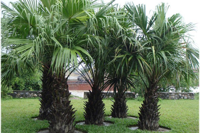  Trồng cây dừa dầu mang nhiều ý nghĩa phog thủy. Ảnh minh họa