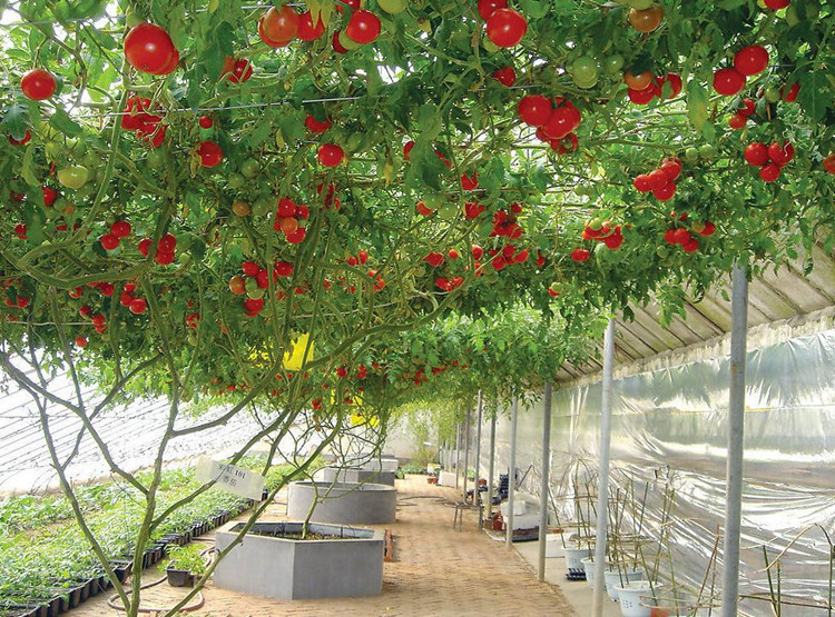 Trồng cây cà chua bạch tuộc bằng cách gieo hạt hay trồng bầu đều được. Ảnh minh họa