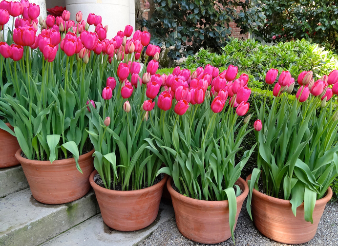 Kỹ thuật trồng hoa Tulip chỉ cần 30 ngày cho hoa nở đẹp đúng Tết - MVietQ