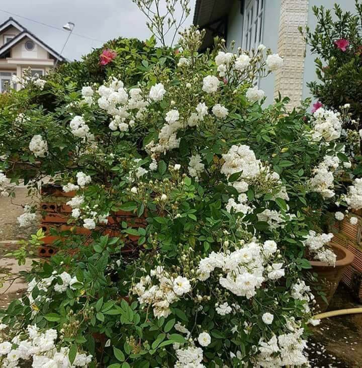  Kỹ thuật trồng hoa hồng bạch trà mang vẻ đẹp thuần khiết cho ngôi nhà ngày Xuân. Ảnh minh họa