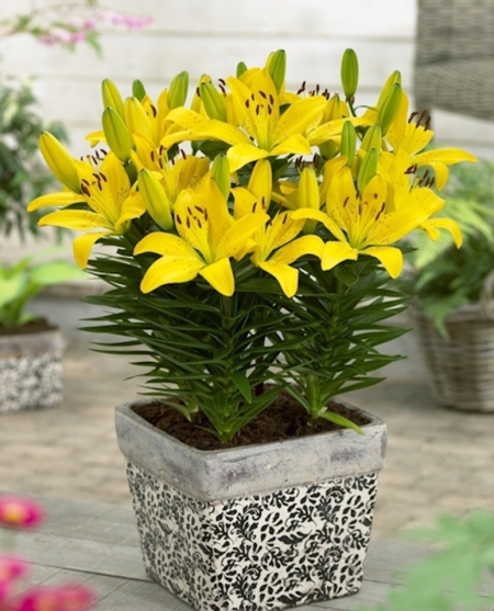 Kỹ thuật trồng hoa ly lùn trong chậu mang vẻ đẹp rực rỡ cho phòng khách nhà bạn ngày Tết. Ảnh minh họa 