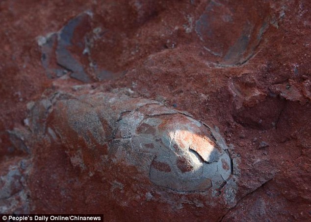 Hình ảnh quả trứng khủng long vừa được tìm thấy ở Trung Quốc. Ảnh: Daily Mai 